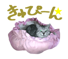 A little fat cat,Moon sticker #13514361