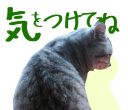 A little fat cat,Moon sticker #13514362