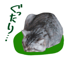 A little fat cat,Moon sticker #13514363