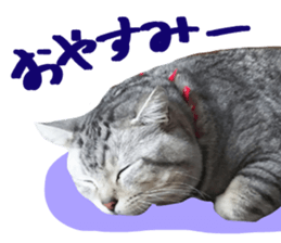 A little fat cat,Moon sticker #13514364