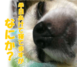 cheese and hazuki sticker #13515807