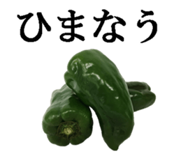 Green pepper. sticker #13518263