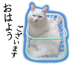 Soooo cute! White cat Sticker 3 sticker #13527510