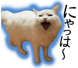 Soooo cute! White cat Sticker 3 sticker #13527513