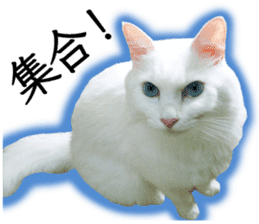 Soooo cute! White cat Sticker 3 sticker #13527514