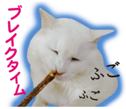 Soooo cute! White cat Sticker 3 sticker #13527517