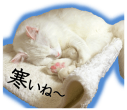 Soooo cute! White cat Sticker 3 sticker #13527518
