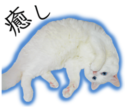 Soooo cute! White cat Sticker 3 sticker #13527519