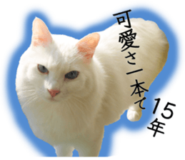 Soooo cute! White cat Sticker 3 sticker #13527520