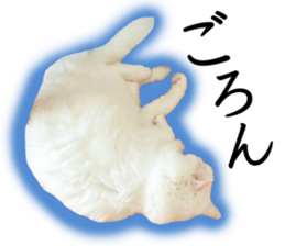 Soooo cute! White cat Sticker 3 sticker #13527521