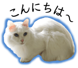 Soooo cute! White cat Sticker 3 sticker #13527522