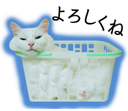 Soooo cute! White cat Sticker 3 sticker #13527523