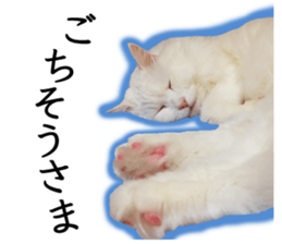 Soooo cute! White cat Sticker 3 sticker #13527525
