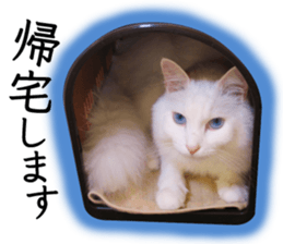 Soooo cute! White cat Sticker 3 sticker #13527526