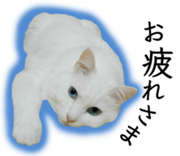 Soooo cute! White cat Sticker 3 sticker #13527527