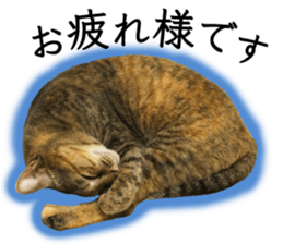 Soooo cute! White cat Sticker 3 sticker #13527528