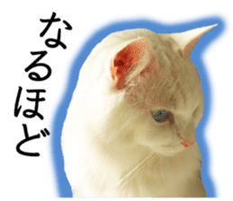 Soooo cute! White cat Sticker 3 sticker #13527530