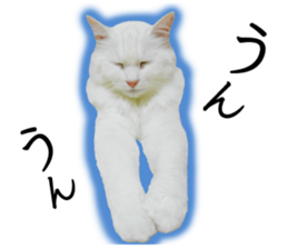 Soooo cute! White cat Sticker 3 sticker #13527531