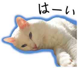 Soooo cute! White cat Sticker 3 sticker #13527533
