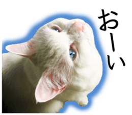 Soooo cute! White cat Sticker 3 sticker #13527534