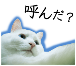 Soooo cute! White cat Sticker 3 sticker #13527535