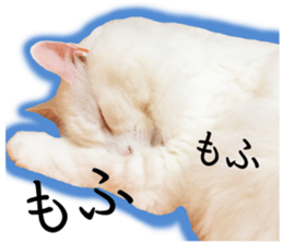 Soooo cute! White cat Sticker 3 sticker #13527538