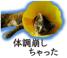 Soooo cute! White cat Sticker 3 sticker #13527540