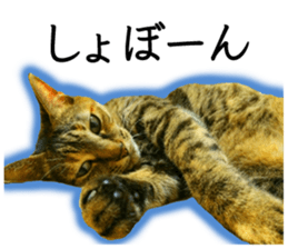 Soooo cute! White cat Sticker 3 sticker #13527541