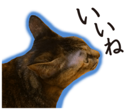 Soooo cute! White cat Sticker 3 sticker #13527542