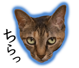 Soooo cute! White cat Sticker 3 sticker #13527543