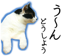 Soooo cute! White cat Sticker 3 sticker #13527544