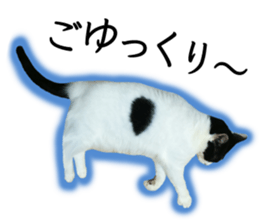 Soooo cute! White cat Sticker 3 sticker #13527547