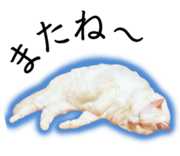 Soooo cute! White cat Sticker 3 sticker #13527548