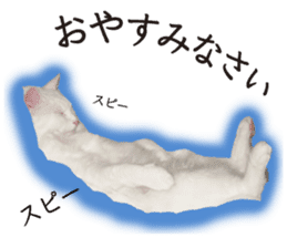 Soooo cute! White cat Sticker 3 sticker #13527549