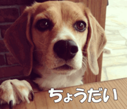 Beagle Photos sticker #13529214