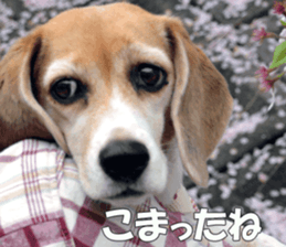 Beagle Photos sticker #13529216