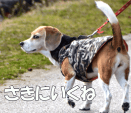 Beagle Photos sticker #13529217