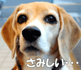 Beagle Photos sticker #13529218