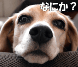 Beagle Photos sticker #13529219