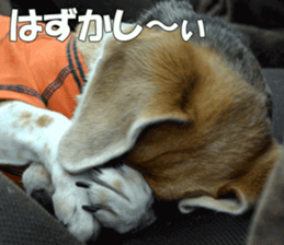Beagle Photos sticker #13529221