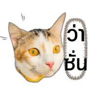 สติ๊กเกอร์ไลน์ Miss Somsri(Cat)
