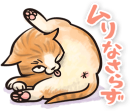 COOL CATS Sticker sticker #13530636