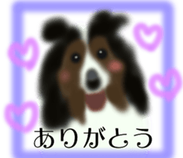LOVE Shetland Sheepdog&Chihuahua 1 sticker #13530672