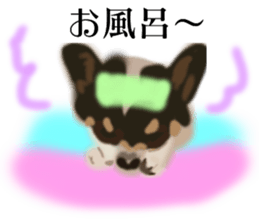 LOVE Shetland Sheepdog&Chihuahua 1 sticker #13530673