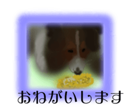 LOVE Shetland Sheepdog&Chihuahua 1 sticker #13530676