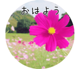 Flower life sticker #13531308