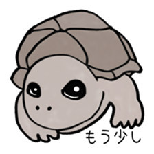 40animal sticker #13531715