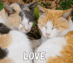 Cats Photos sticker #13531846