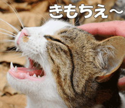 Cats Photos sticker #13531847