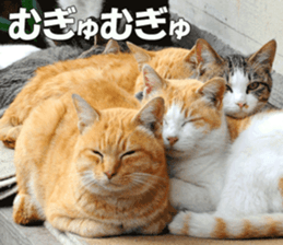 Cats Photos sticker #13531848